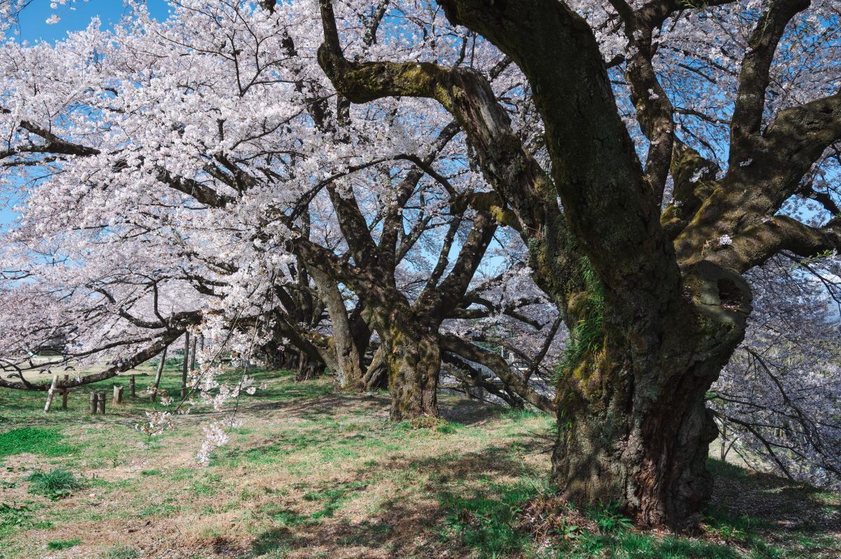 南信州の桜旅　高森南小学校